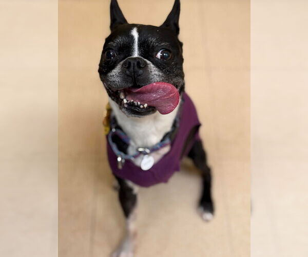 Medium Photo #3 Boston Terrier Puppy For Sale in Candler, NC, USA