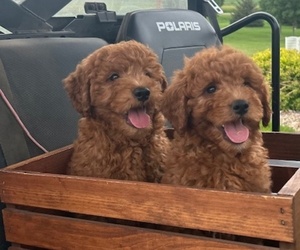 Goldendoodle (Miniature) Puppy for sale in HULL, IA, USA