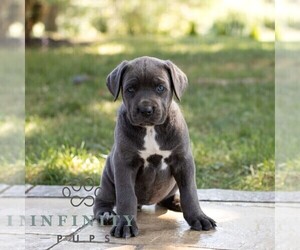 Cane Corso Puppy for sale in HONEY BROOK, PA, USA