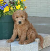 Small Photo #25 Goldendoodle Puppy For Sale in WOLCOTT, IN, USA