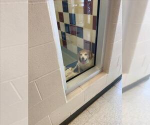 Beagle-Unknown Mix Dogs for adoption in Plano, TX, USA
