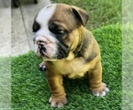 Small Photo #24 Bulldog Puppy For Sale in STOCKBRIDGE, GA, USA