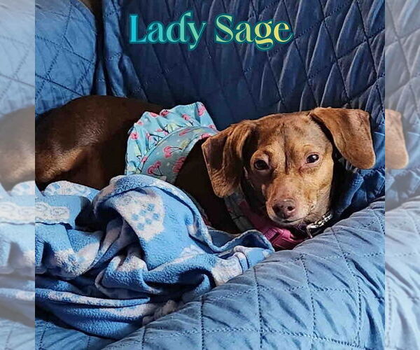 Medium Photo #3 Dachshund Puppy For Sale in San Antonio, TX, USA