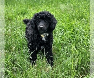 Poodle (Miniature) Puppy for sale in ALLENDALE, MI, USA