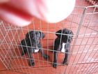 Small Photo #7 Great Dane Puppy For Sale in BLUE CREEK, OH, USA