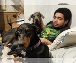 Small Doberman Pinscher