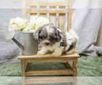 Puppy Grant Shih-Poo