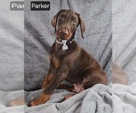Image preview for Ad Listing. Nickname: Parker