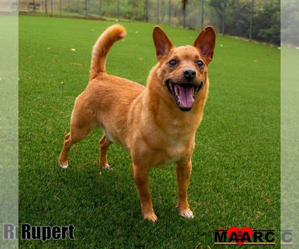 Medium Photo #1 Chihuahua-Unknown Mix Puppy For Sale in Maryville, TN, USA