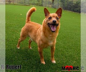 Chihuahua-Unknown Mix Dogs for adoption in Maryville, TN, USA