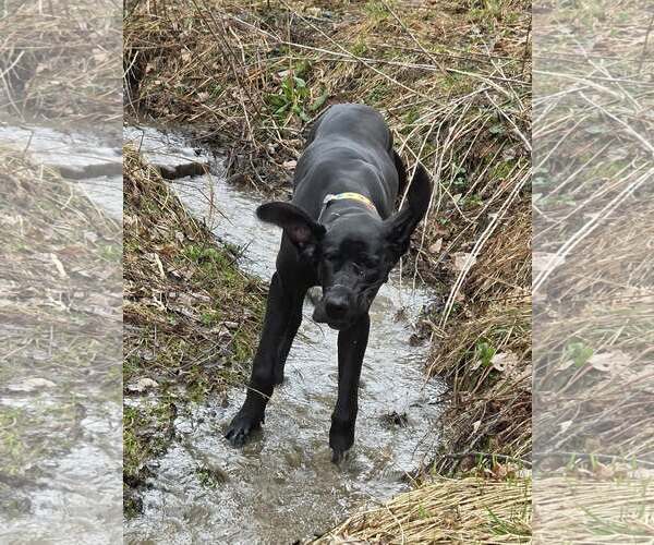 Medium Photo #2 Great Dane Puppy For Sale in Cuba, NY, USA