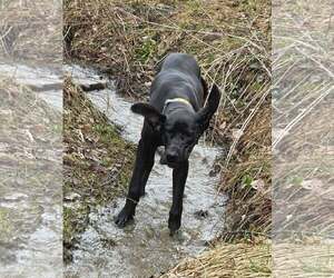 Mia - Female Great Dane Dog for Adoption - Photo #2