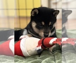 Small Photo #5 Shiba Inu Puppy For Sale in MISSOULA, MT, USA