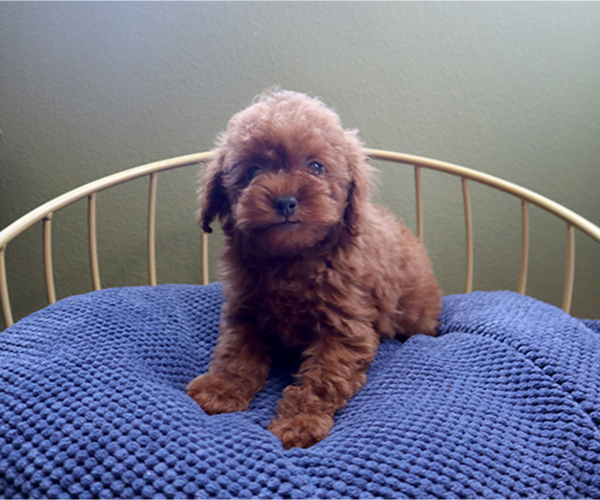 Medium Photo #2 Poodle (Toy) Puppy For Sale in LOS ANGELES, CA, USA