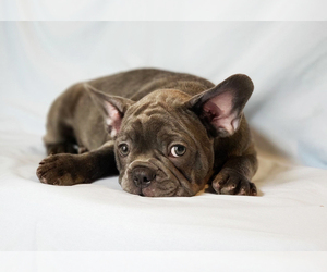 French Bulldog Puppy for sale in ADRIAN, MI, USA