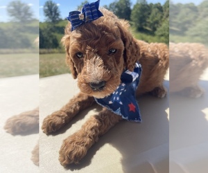 Poodle (Standard) Puppy for sale in BENTON, IL, USA