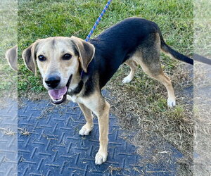 Ravioli - Male Whipbeagle Dog for Adoption - Photo #2