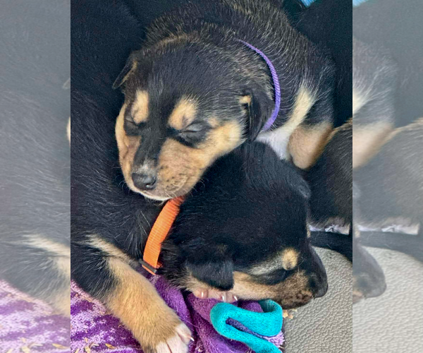 Medium Photo #15 Gerberian Shepsky Puppy For Sale in Corona, CA, USA