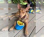 Small Photo #1  Puppy For Sale in , 