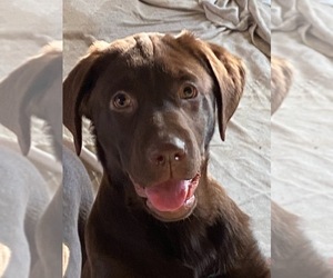 Labrador Retriever Puppy for Sale in GAITHERSBURG, Maryland USA