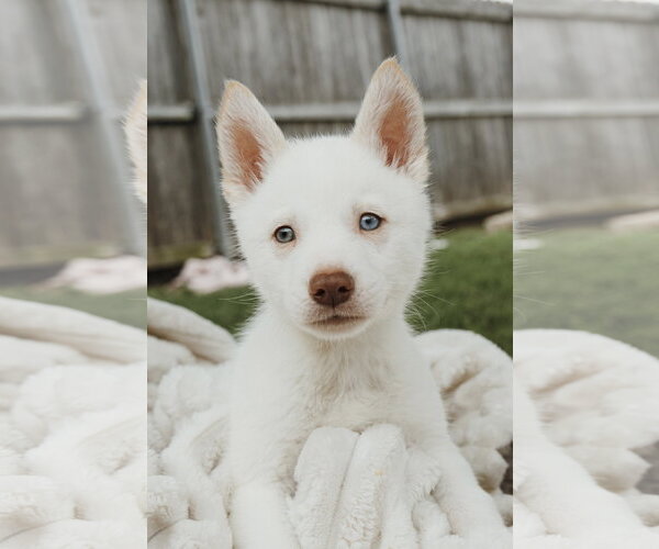 Medium Photo #1 Siberian Husky Puppy For Sale in Carrollton, TX, USA