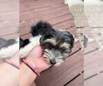 Small #3 Maltese