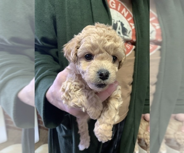 Medium Photo #1 YorkiePoo Puppy For Sale in LYNCHBURG, VA, USA