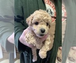 Small Photo #1 YorkiePoo Puppy For Sale in LYNCHBURG, VA, USA