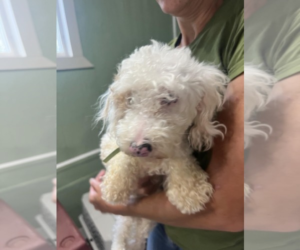 Medium Photo #2 Poodle (Miniature) Puppy For Sale in Royal Palm Beach, FL, USA