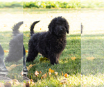 Small Photo #4 Poodle (Standard) Puppy For Sale in SHIPSHEWANA, IN, USA