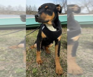 Bulldog-Labrador Retriever Mix Dog for Adoption in Tarrytown, Georgia USA