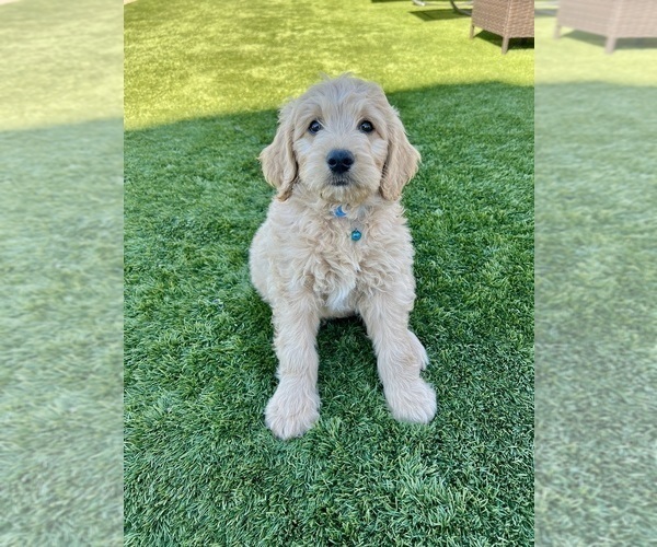Medium Photo #83 Goldendoodle Puppy For Sale in PHOENIX, AZ, USA