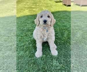 Medium Goldendoodle