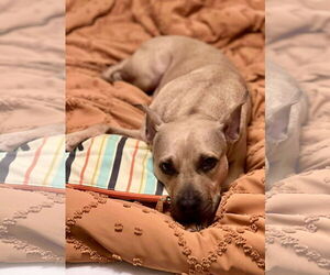 Honey Potato - Female American Pit Bull Terrier-Unknown Mix Dog for Adoption - Photo #5
