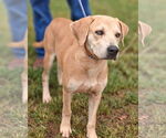 Small #12 Labrador Retriever Mix