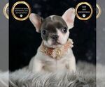 Small Photo #113 French Bulldog Puppy For Sale in WARSAW, IN, USA
