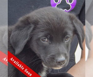 Border Collie-Unknown Mix Dogs for adoption in Huntley, IL, USA