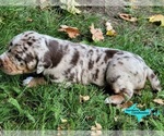 Small #2 Catahoula Leopard Dog