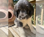 Small Photo #18 Border Collie-Goldendoodle Mix Puppy For Sale in BLUE RIDGE, GA, USA