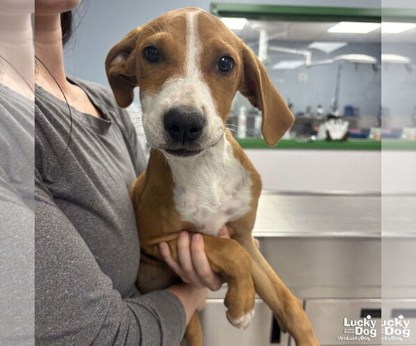 Medium Photo #3 Mutt Puppy For Sale in Washington, DC, USA