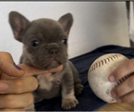 Small Photo #12 French Bulldog Puppy For Sale in MENIFEE, CA, USA