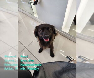 Spaniel-pomeranian spitz Mix Dogs for adoption in Agoura Hills, CA, USA