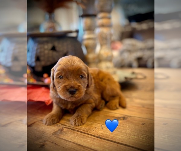 Medium Photo #1 Goldendoodle (Miniature) Puppy For Sale in SAINT JAMES, MO, USA