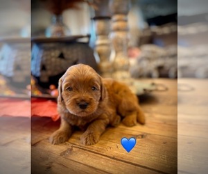 Medium Goldendoodle (Miniature)
