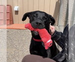 Small #7 Labrador Retriever Mix