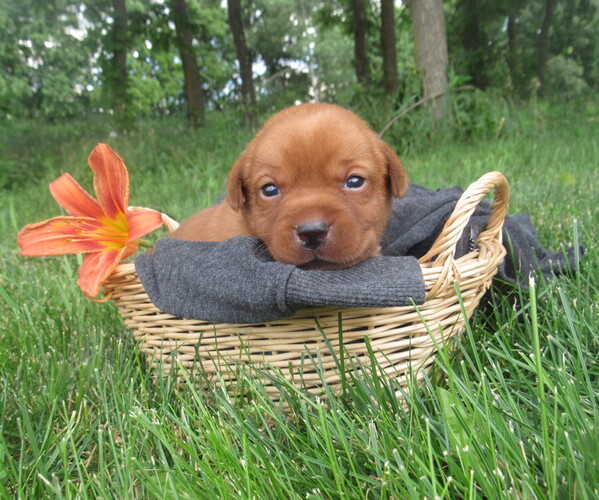 Medium Photo #1 Labrador Retriever Puppy For Sale in LOUDONVILLE, OH, USA