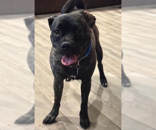 Medium Photo #4 Pug-Unknown Mix Puppy For Sale in Rockwall, TX, USA