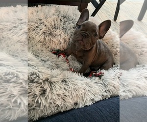 French Bulldog Puppy for sale in HON, HI, USA