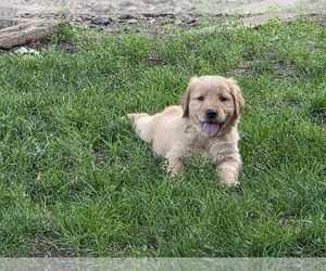 Golden Retriever Puppy for sale in MINNEAPOLIS, MN, USA