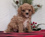 Small #5 Cavapoo (Miniature)